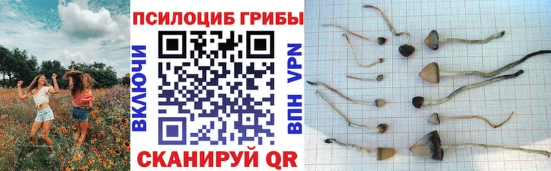 где найти Белёв Псилоцибиновые грибы GOLDEN TEACHER